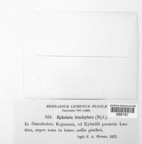 Ephebe trachytera image